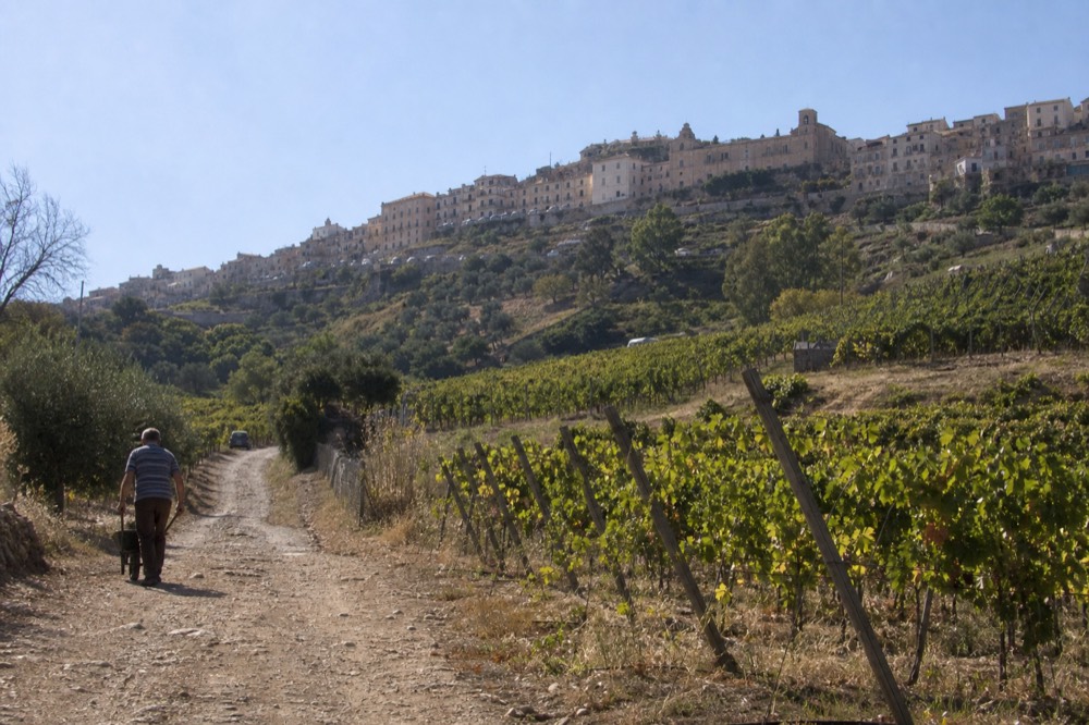 Rows of vines on hillsides above a Sicilian wine estate under a clear sky