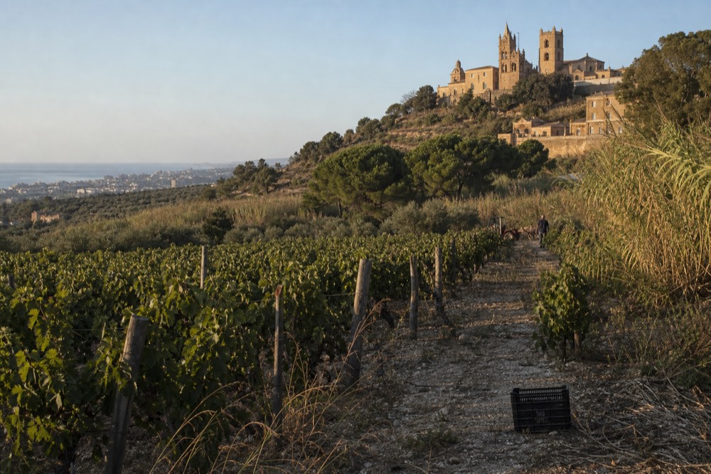 Vineyard rows on a Sicilian estate near Palermo in late afternoon sun